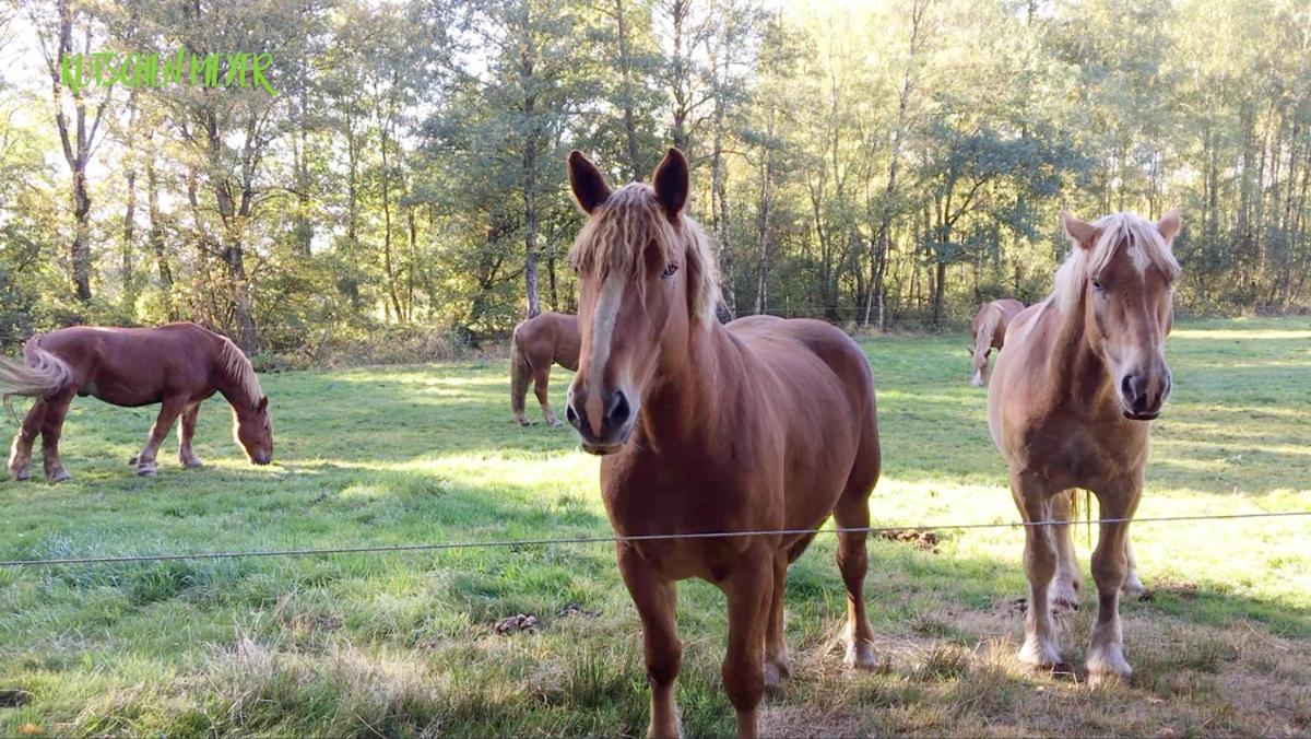 Ferienhaus Kutschenmeyer Schneverdingen Eksteriør bilde